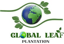 Global Leaf Plantation (Pvt) Ltd